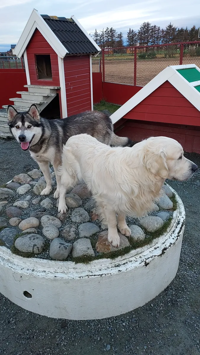 Husky og golden retriever står på steinrundingen foran lekehusene