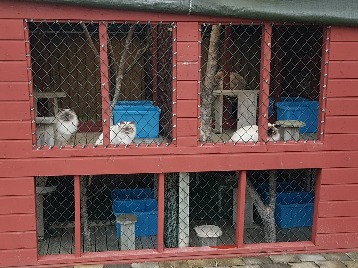 Katter i en utegård i to etasjer med netting, bygd i rødt tre