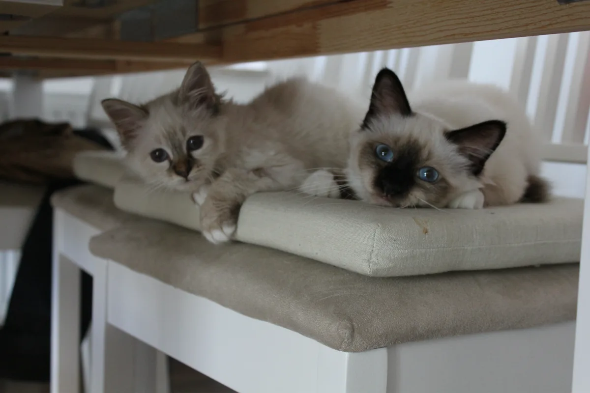 To kattunger med blå øyne ligger tett sammen på en pute