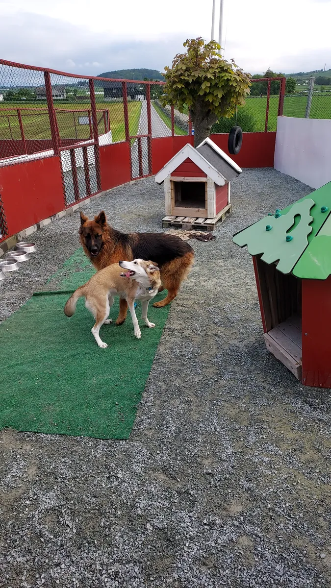 Schäfer og en lys hund leker på en gressmatte i gården