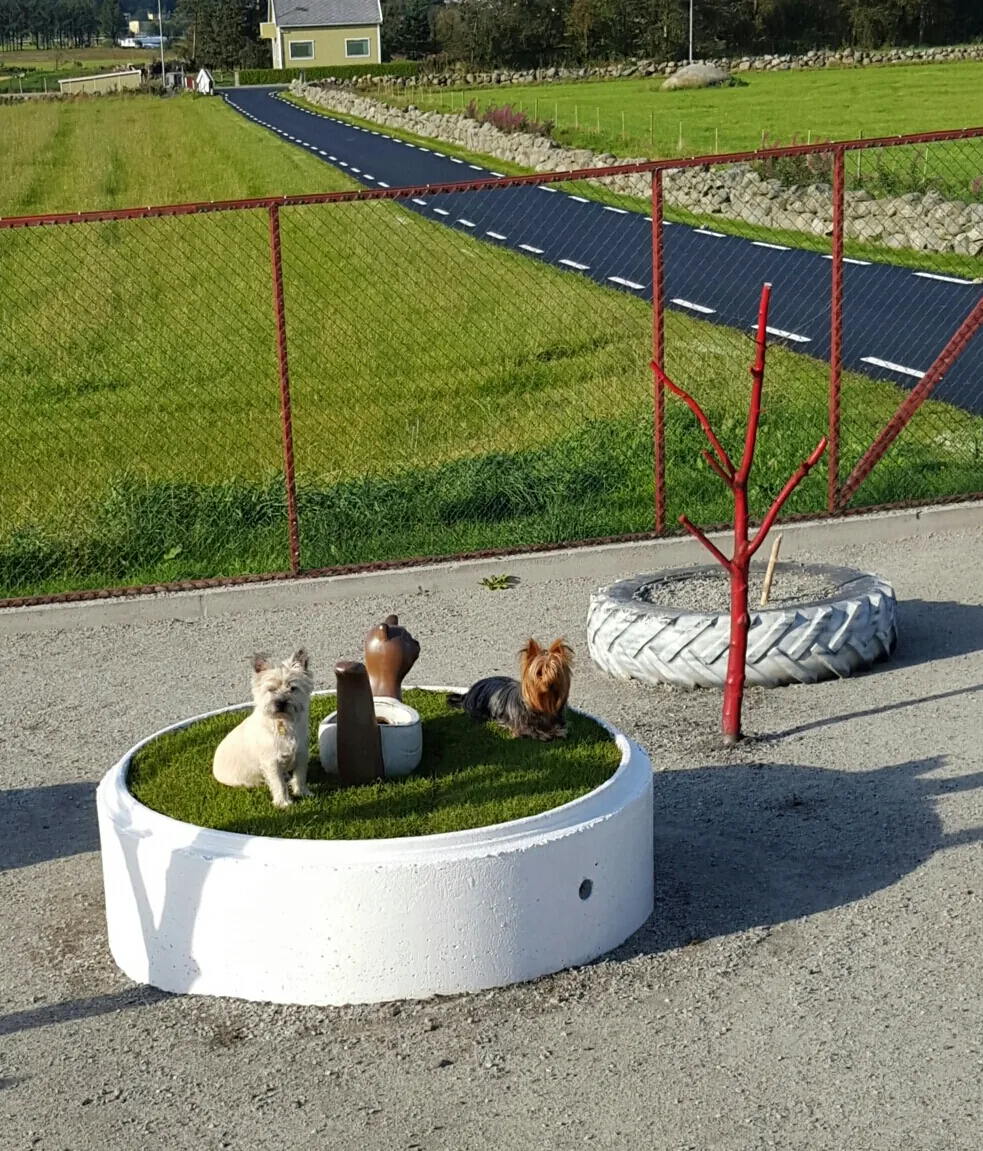 To små hunder, en hvit og en yorkshire terrier, på en rund gressflekk i luftegården