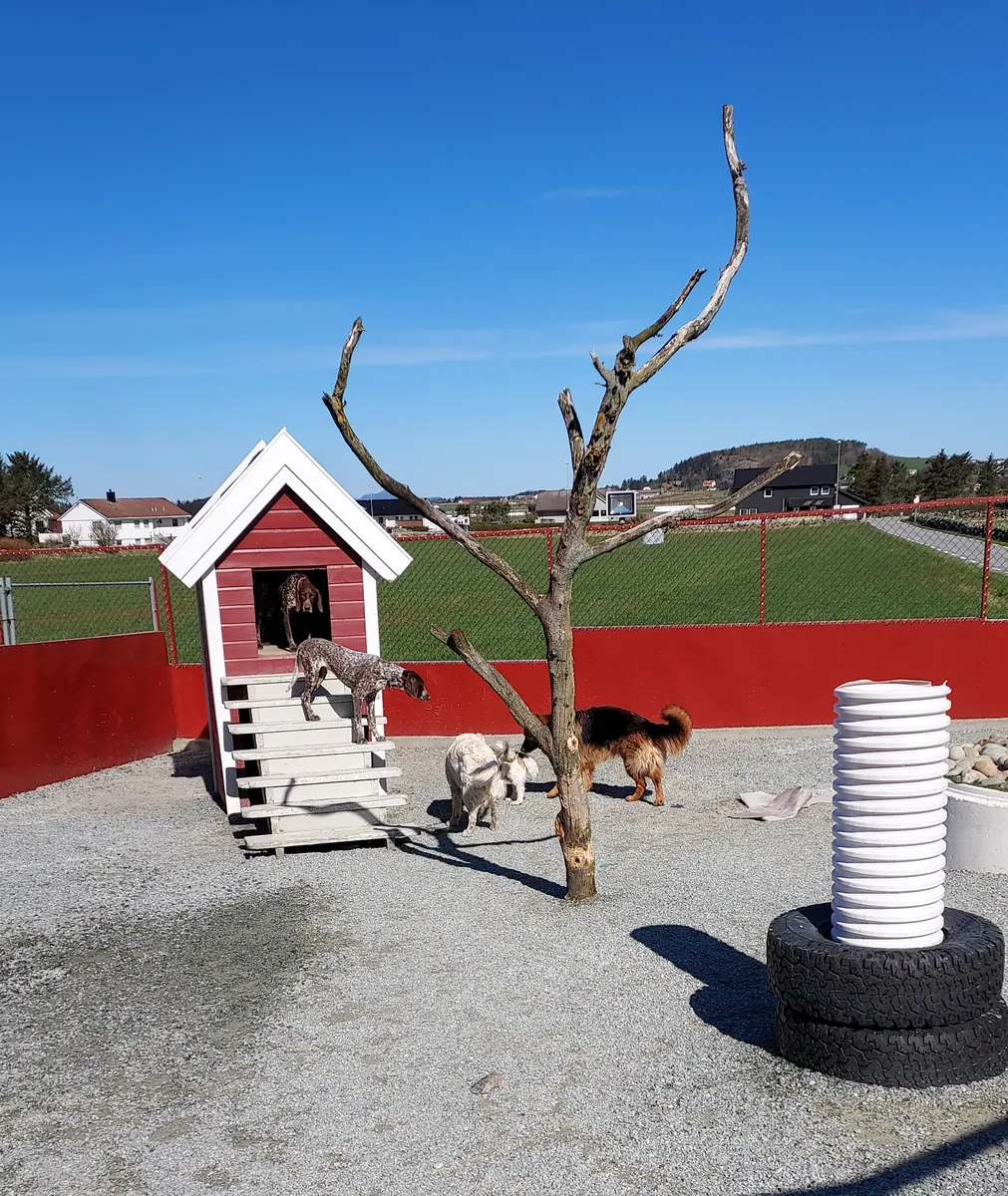 Tre hunder ved lekehuset i sol, med blå himmel over gården