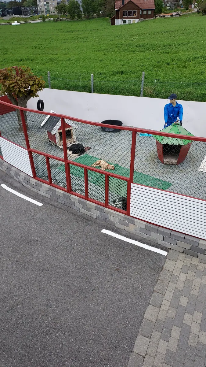 Ansatt i blå jakke passer på hundene i luftegården, sett fra taket