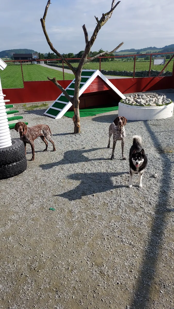 Husky og to fuglehunder foran et rødt hundehus