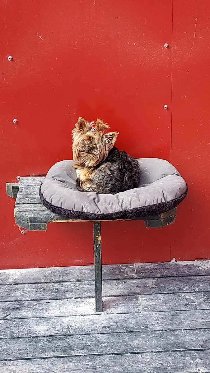 Yorkshire terrier ligger i en myk seng på en hylle mot rød vegg