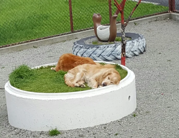 To golden retrievere hviler på en gressfyllt runding i luftegården