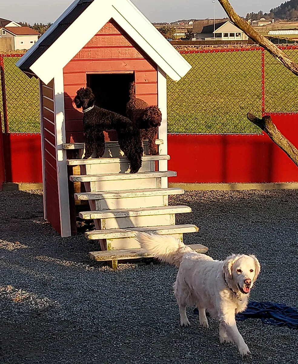Flere hunder rundt det røde lekehuset i luftegården, en golden retriever i forgrunnen
